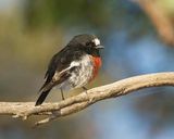 Scarlet Robin