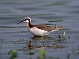 Wilsons Phalarope