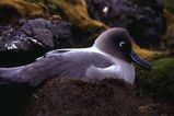 Light-mantled Sooty Albatross