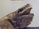 Papuan Frogmouth