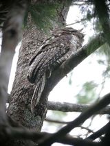 Marbled Frogmouth