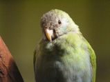 Hooded Parrot