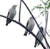 Purple-backed Starling