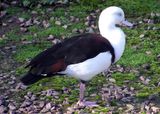 Radjah Shelduck