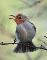 Red-headed Honeyeater