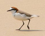 Red-capped Plover