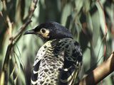 Regent Honeyeater