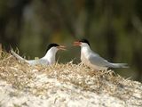 Roseate Tern