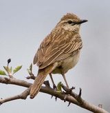 Rufous Songlark