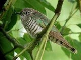 Shining Bronze-Cuckoo