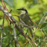 Singing Honeyeater