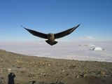 Brown Skua