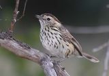 Speckled Warbler