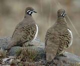 Squatter Pigeon