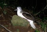 Streaked Shearwater