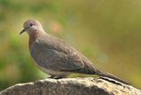 Laughing Turtle-Dove