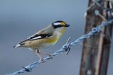 Striated Pardalote