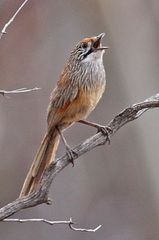 Striated Grasswren