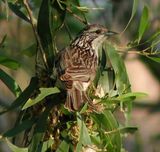 Striped Honeyeater