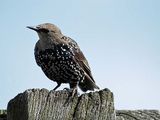 Common Starling