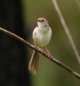 Tawny Grassbird