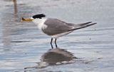 Lesser Crested Tern