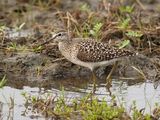 Wood Sandpiper