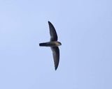 Uniform Swiftlet