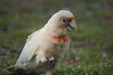 Long-billed Corella