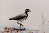 Banded Lapwing