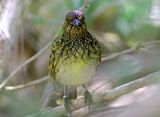 Western Bowerbird