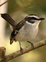 White-browed Robin