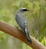 White-bellied Cuckoo-shrike