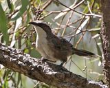 White-browed Babbler