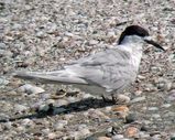 White-fronted Tern