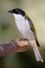 White-naped Honeyeater