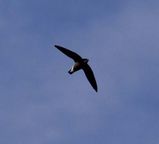 White-throated Needletail