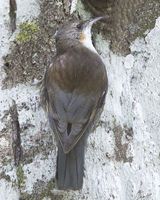 White-throated Treecreeper