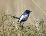 White-winged Fairy-wren