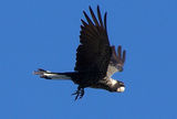 Short-billed Black Cockatoo