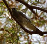 Barred Cuckoo-shrike