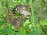 Yellow-faced Honeyeater