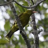 Yellow Oriole