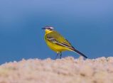 Yellow Wagtail