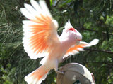 Major Mitchell's Cockatoo