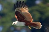 Brahminy Kite