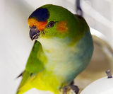 Purple-crowned Lorikeet