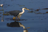 Pied Heron