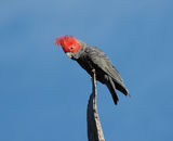 Gang-Gang Cockatoo