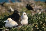 Greater Frigatebird